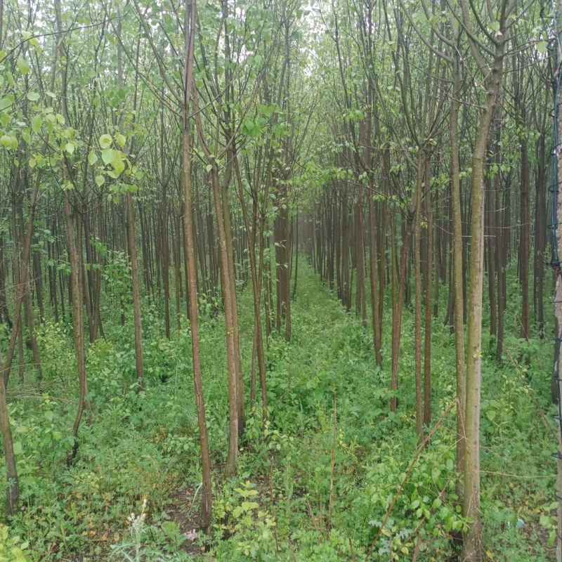 丝棉木