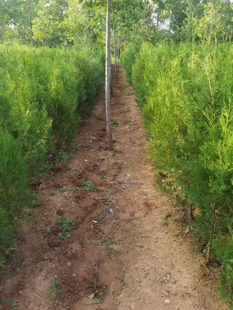 山东侧柏侧柏苗侧柏小苗规格齐全基地直发欢迎咨询