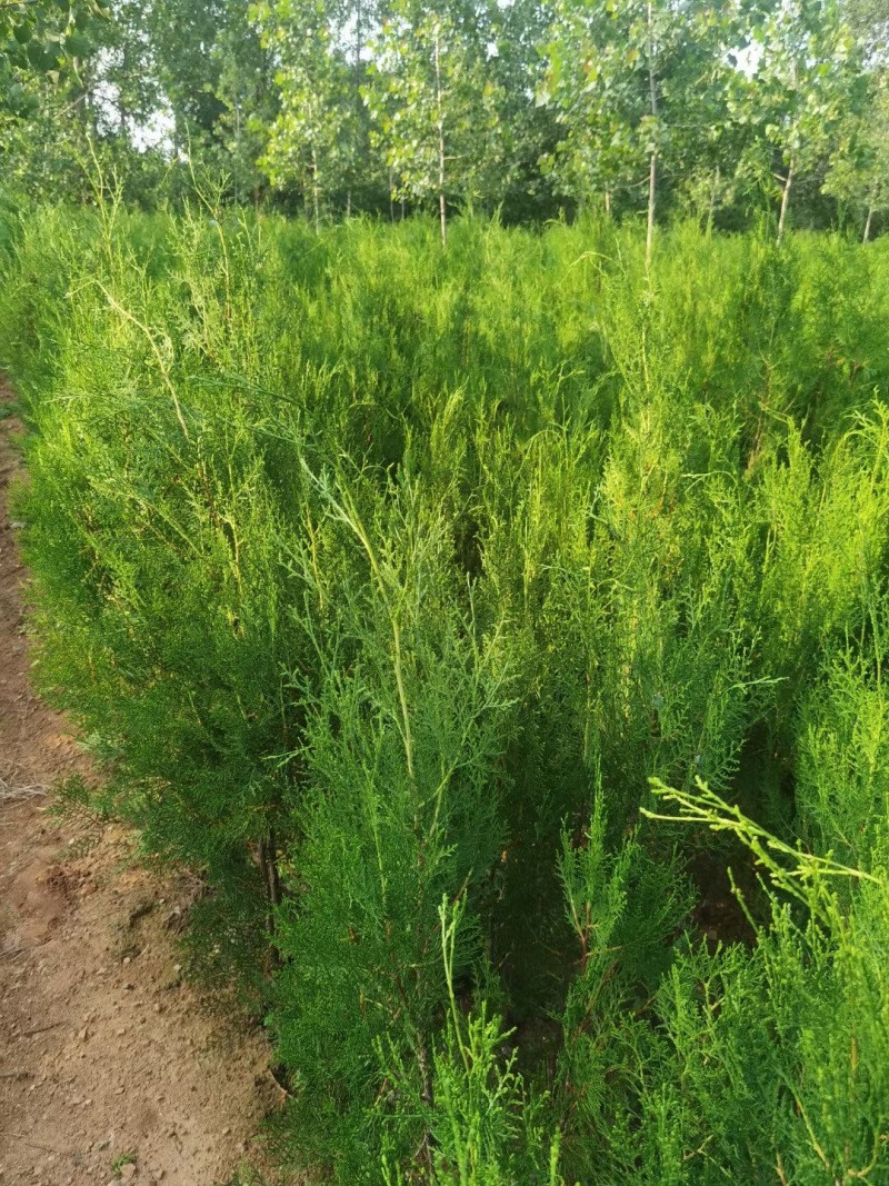 山东侧柏侧柏苗侧柏小苗规格齐全基地直发欢迎咨询