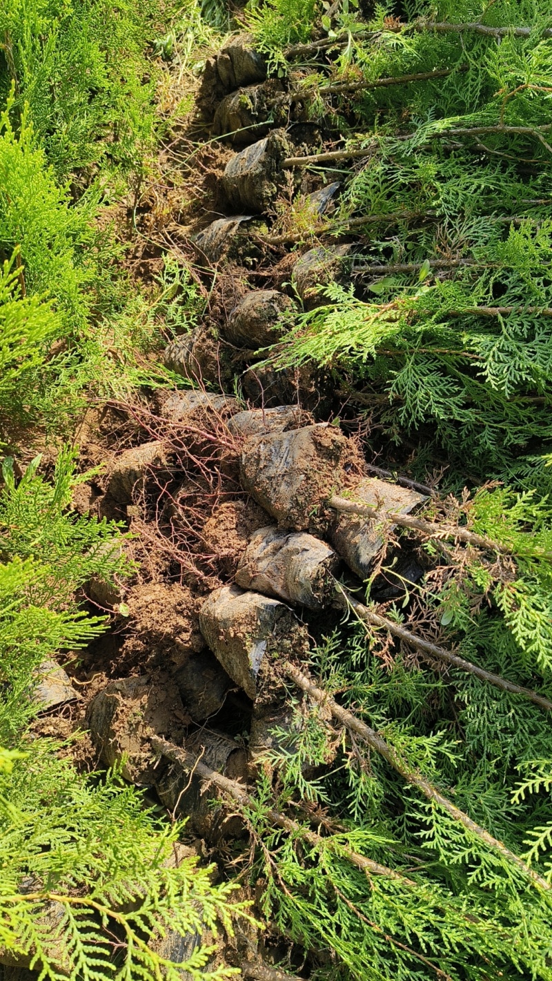山东侧柏侧柏苗侧柏小苗规格齐全基地直发欢迎咨询
