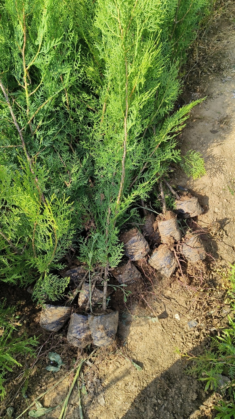 山东侧柏侧柏苗侧柏小苗规格齐全基地直发欢迎咨询