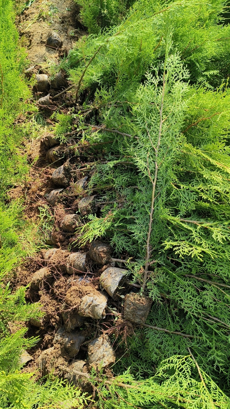 山东侧柏侧柏苗侧柏小苗规格齐全基地直发欢迎咨询