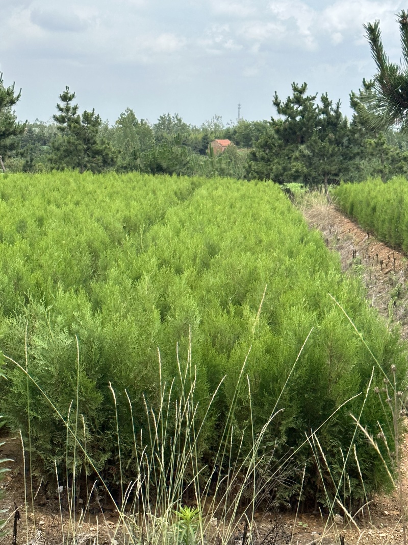 山东侧柏侧柏苗侧柏小苗规格齐全基地直发欢迎咨询