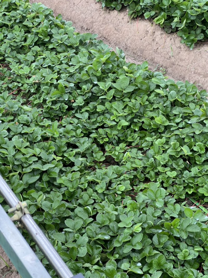 天仙醉草莓苗，脱毒草莓苗，育苗基地供应走货中