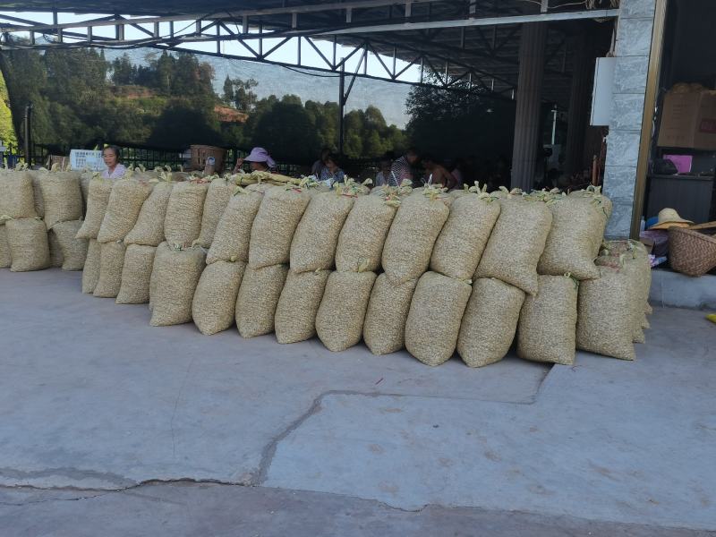 四川宜宾红沙土地花生鲜货颗粒饱满量大