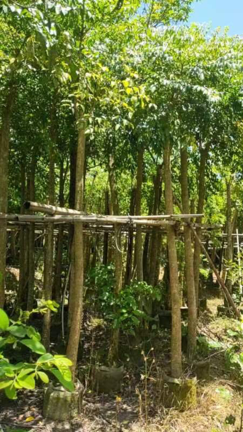 截杆幌伞枫5～10公分基地直发大小规格齐全品质保证
