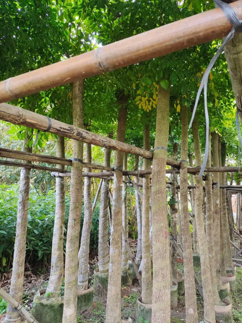 截杆幌伞枫5～10公分基地直发大小规格齐全品质保证