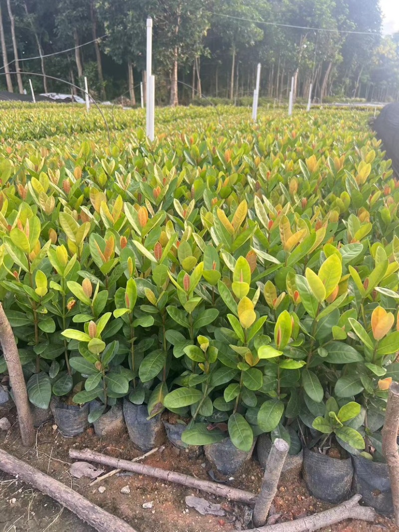龙船花小袋中袋基地直发品质保证欢迎老板来电洽谈合作