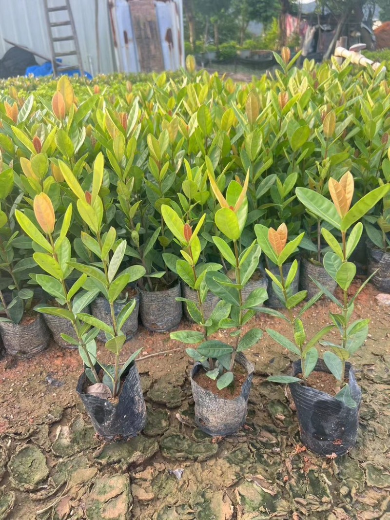 龙船花小袋中袋基地直发品质保证欢迎老板来电洽谈合作