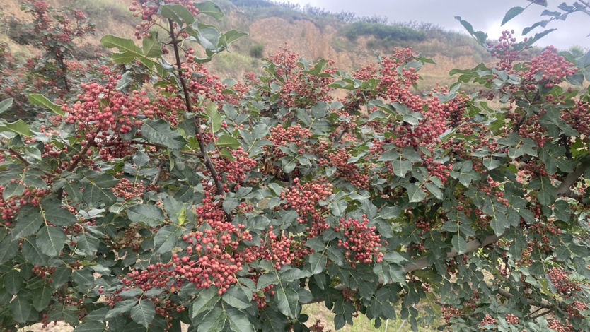 近距离拍摄的干燥山胡椒果实,颗粒饱满呈不规则球形,颜色由深红过渡至紫黑色,表面略有皱缩但保持完整,散落在竹编簸箕上,背景为传统农家晒场环境 山胡椒干燥果实特写