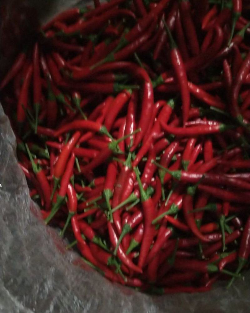 圣椒，火凤，小米辣