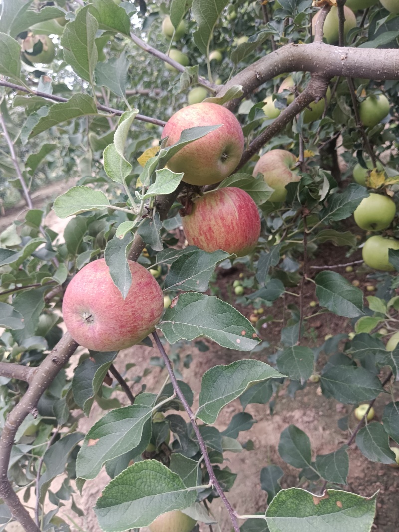 今天是七月七号七月红苹果大量上市需要的老板请跟联系