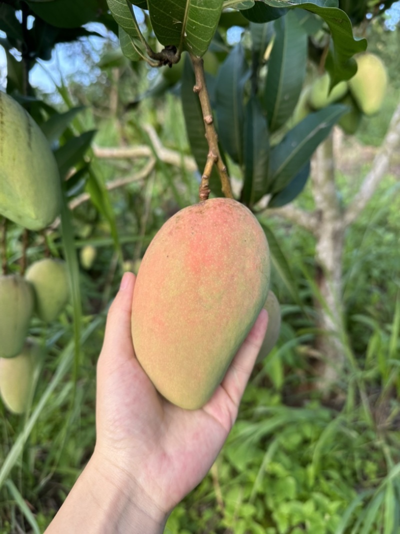 台农芒果。金煌芒、