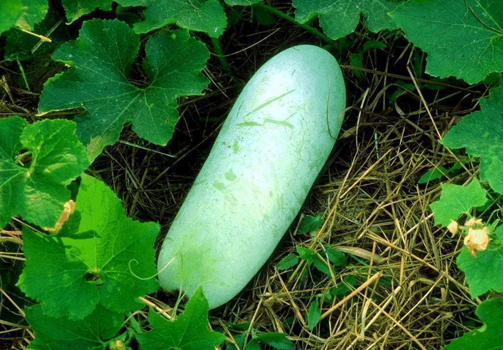 大肉炖冬瓜炖煮过程 炖煮中的大肉炖冬瓜