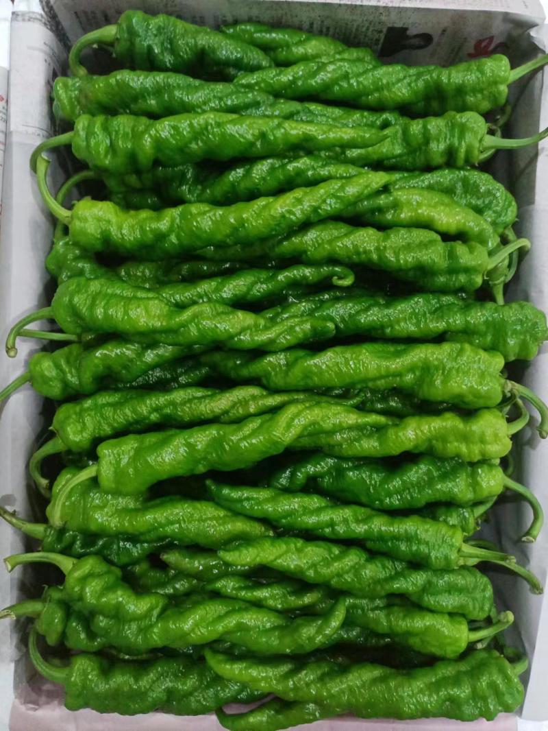 螺丝椒，螺椒