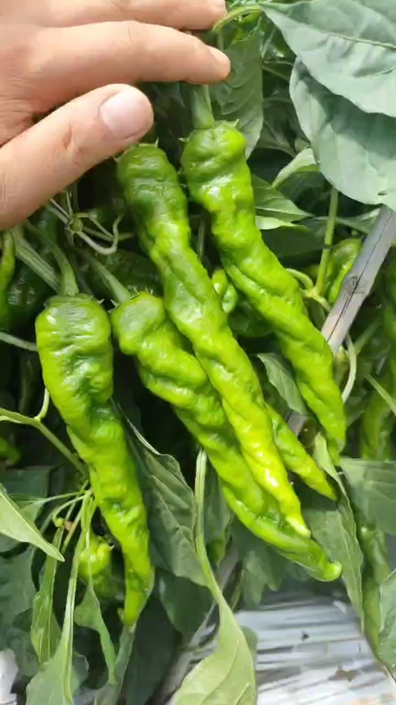 螺丝椒，螺椒