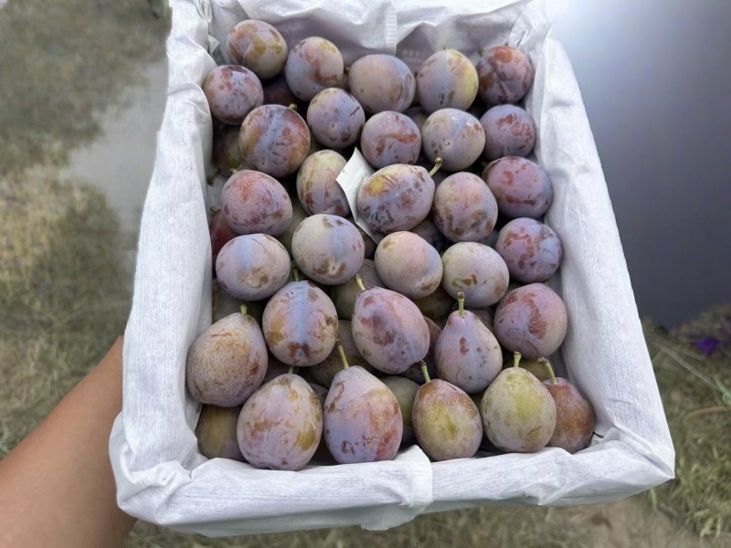 伽师县法兰西西梅