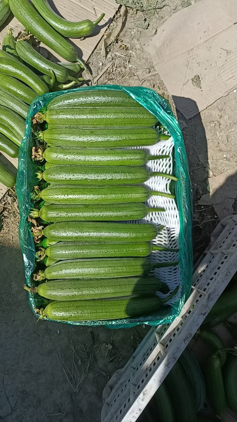 油皮短丝瓜
