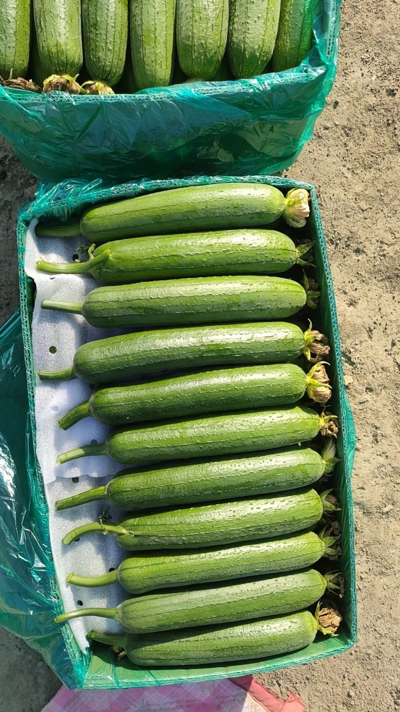 油皮短丝瓜
