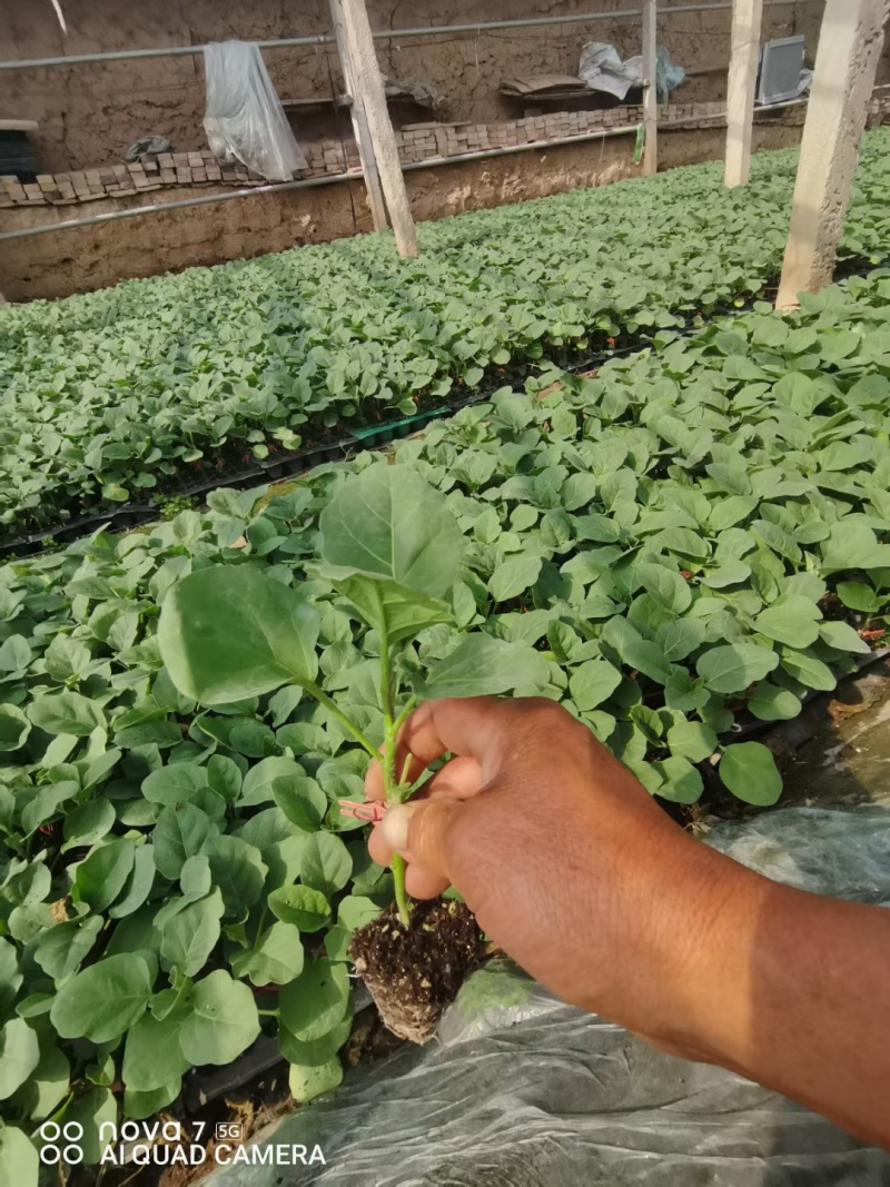 青茄苗紫茄子苗自根苗嫁接苗线茄苗预定中