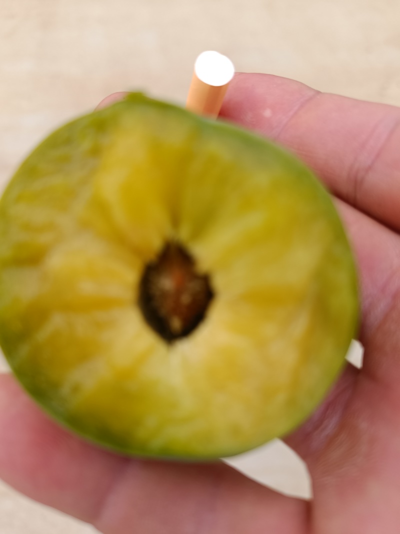 重庆奉节清脆李子大量上市了，品质好，一手货源，千亩李园
