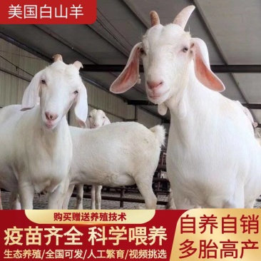 高产大白羊纯种美国白山羊羊羔怀孕母羊种公羊繁殖强货到付款