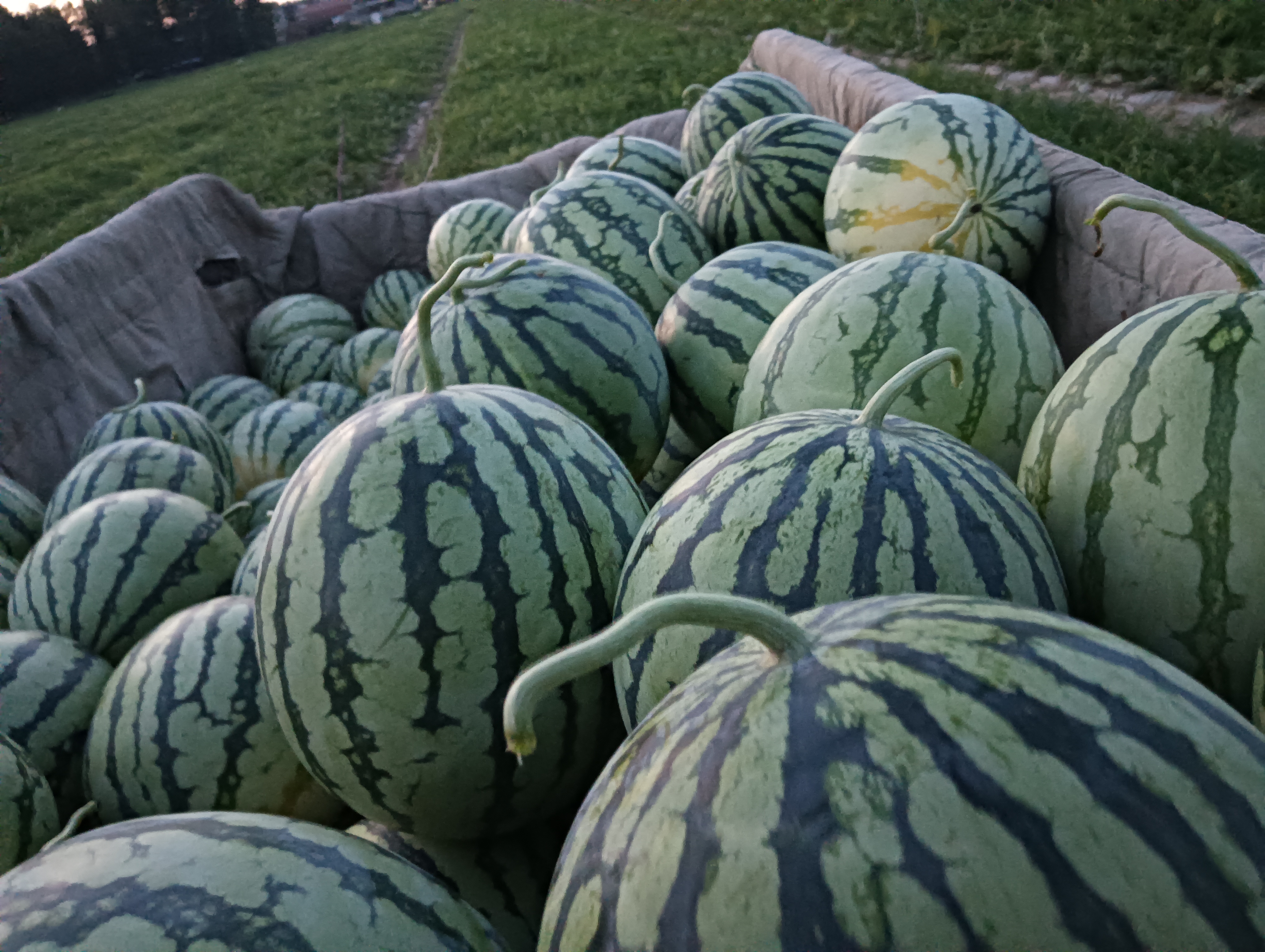 西瓜二维码追溯标签特写