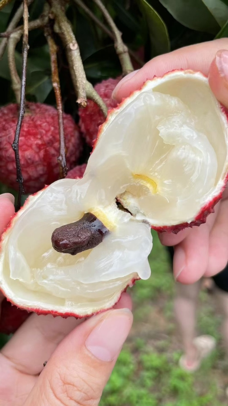荔枝王桂味蜜丁香无核荔玉荷包支持一件代发和团购