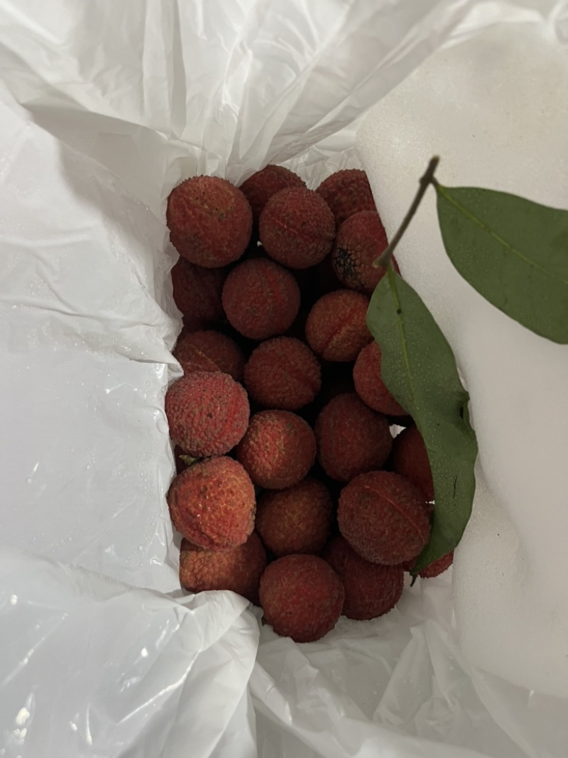 荔枝王桂味蜜丁香无核荔玉荷包支持一件代发和团购