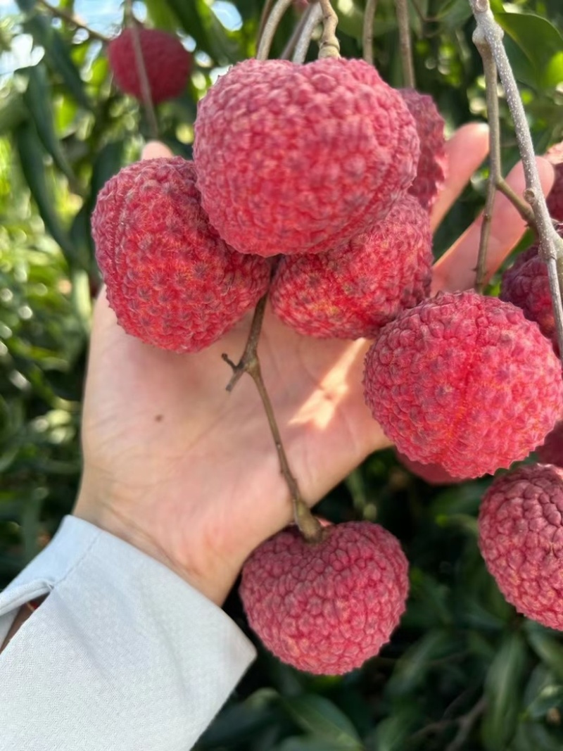 荔枝王桂味蜜丁香无核荔玉荷包支持一件代发和团购