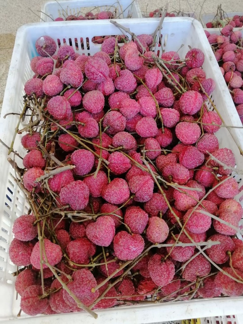 荔枝王桂味蜜丁香无核荔玉荷包支持一件代发和团购