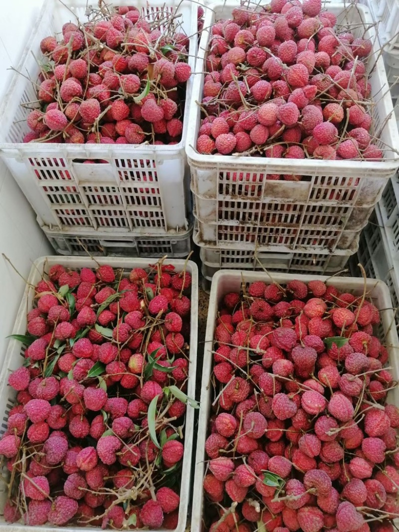 荔枝王桂味蜜丁香无核荔玉荷包支持一件代发和团购