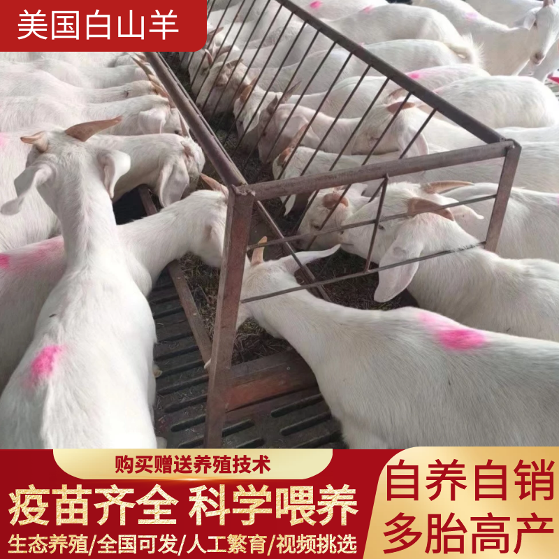 高产大白羊纯种美国白山羊羊羔怀孕母羊种公羊繁殖强货到付款