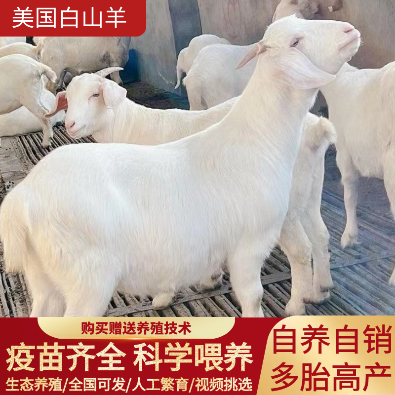 高产大白羊纯种美国白山羊羊羔怀孕母羊种公羊繁殖强货到付款