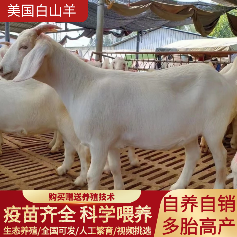 高产大白羊纯种美国白山羊羊羔怀孕母羊种公羊繁殖强货到付款