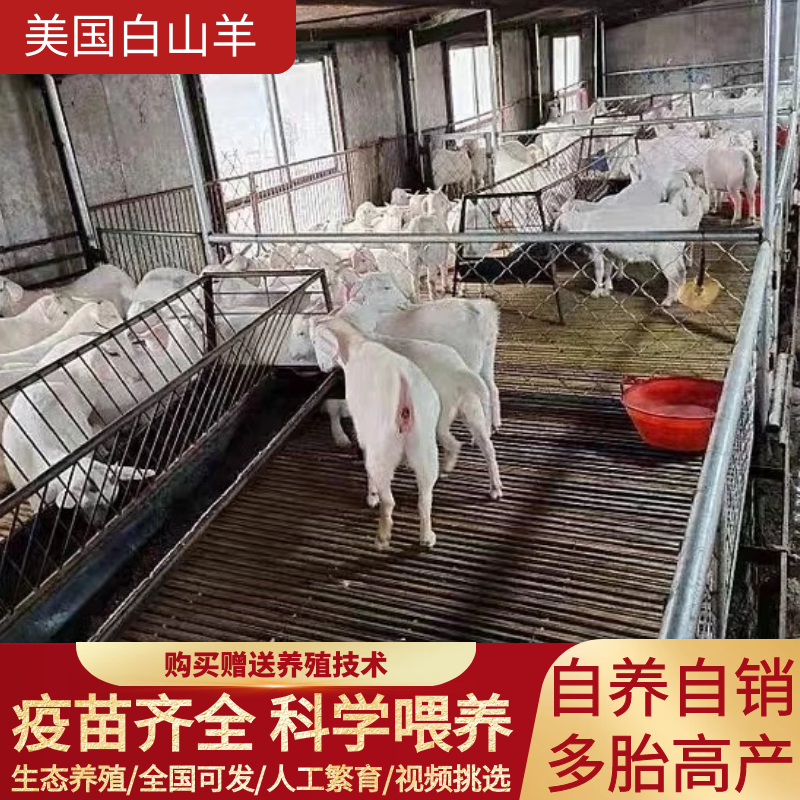 高产大白羊纯种美国白山羊羊羔怀孕母羊种公羊繁殖强货到付款