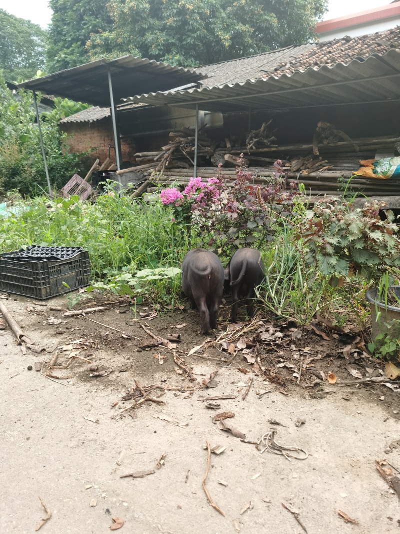 放养藏香土猪。母猪1800一个，小猪三个，300一个。