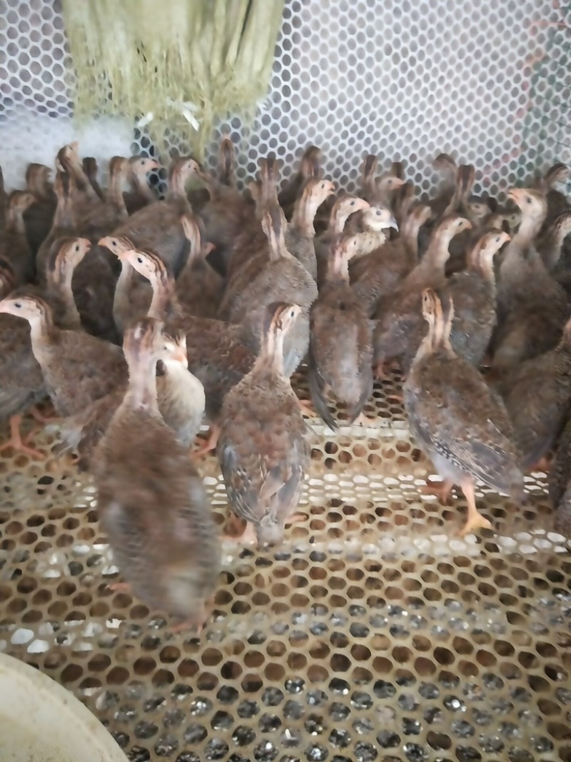 包邮半大珍珠鸡疫苗齐全，品种质量保证