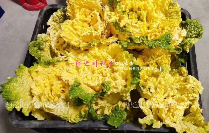 徐科黄芯大白菜种子鸡蛋黄白菜种籽秋季花心狮头白菜种子耐寒