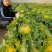徐科黄芯大白菜种子鸡蛋黄白菜种籽秋季花心狮头白菜种子耐寒