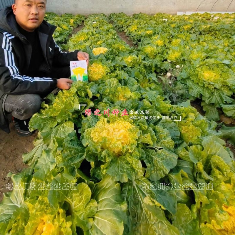 徐科黄芯大白菜种子鸡蛋黄白菜种籽秋季花心狮头白菜种子耐寒