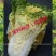 徐科黄芯大白菜种子鸡蛋黄白菜种籽秋季花心狮头白菜种子耐寒