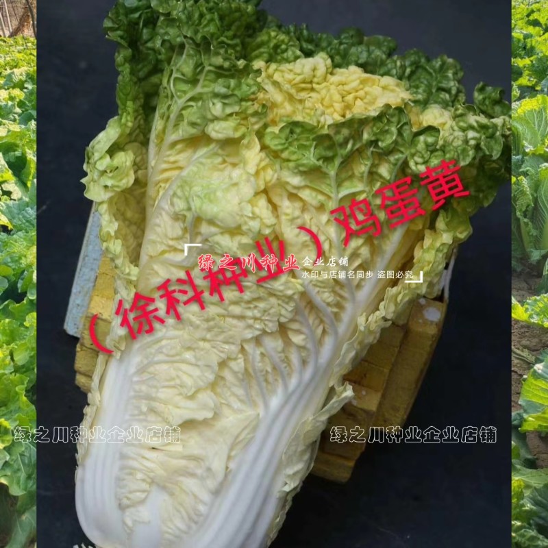 徐科黄芯大白菜种子鸡蛋黄白菜种籽秋季花心狮头白菜种子耐寒