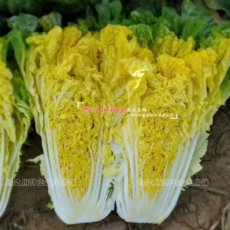 徐科黄芯大白菜种子鸡蛋黄白菜种籽秋季花心狮头白菜种子耐寒