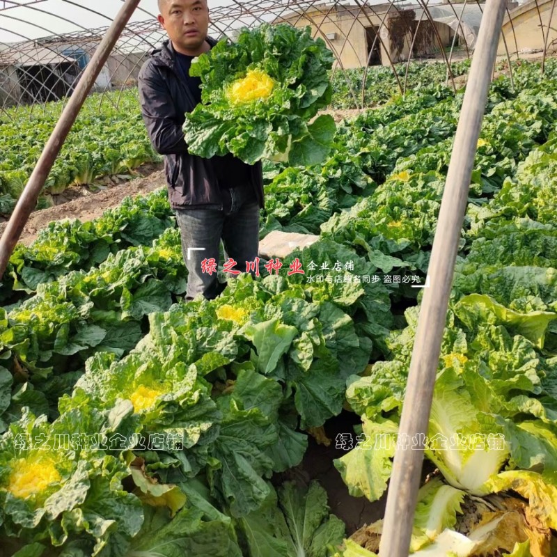 徐科黄芯大白菜种子鸡蛋黄白菜种籽秋季花心狮头白菜种子耐寒