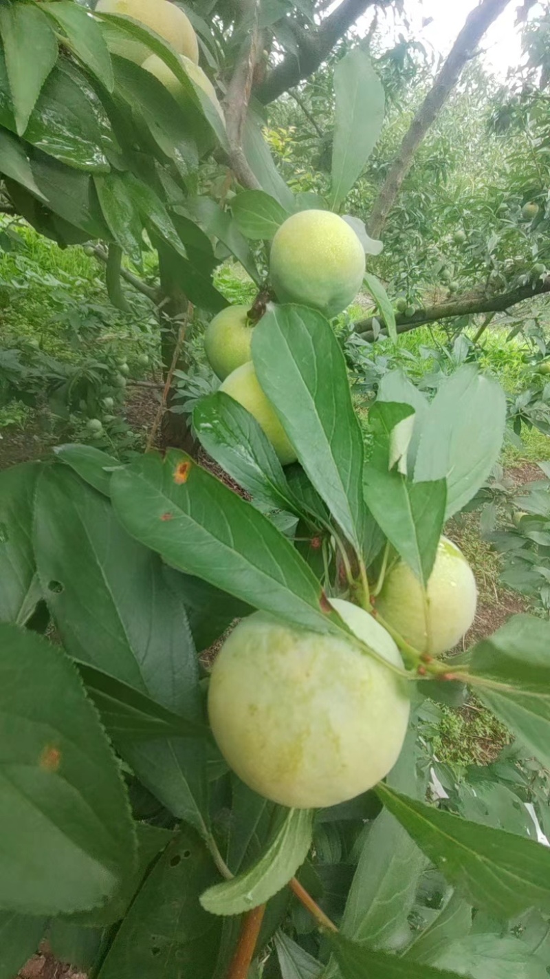 青脆李汶川李秤砣李