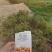 60%草甘膦三氯吡氧乙非根地杂草除草剂水花生牛筋草铁芒箕