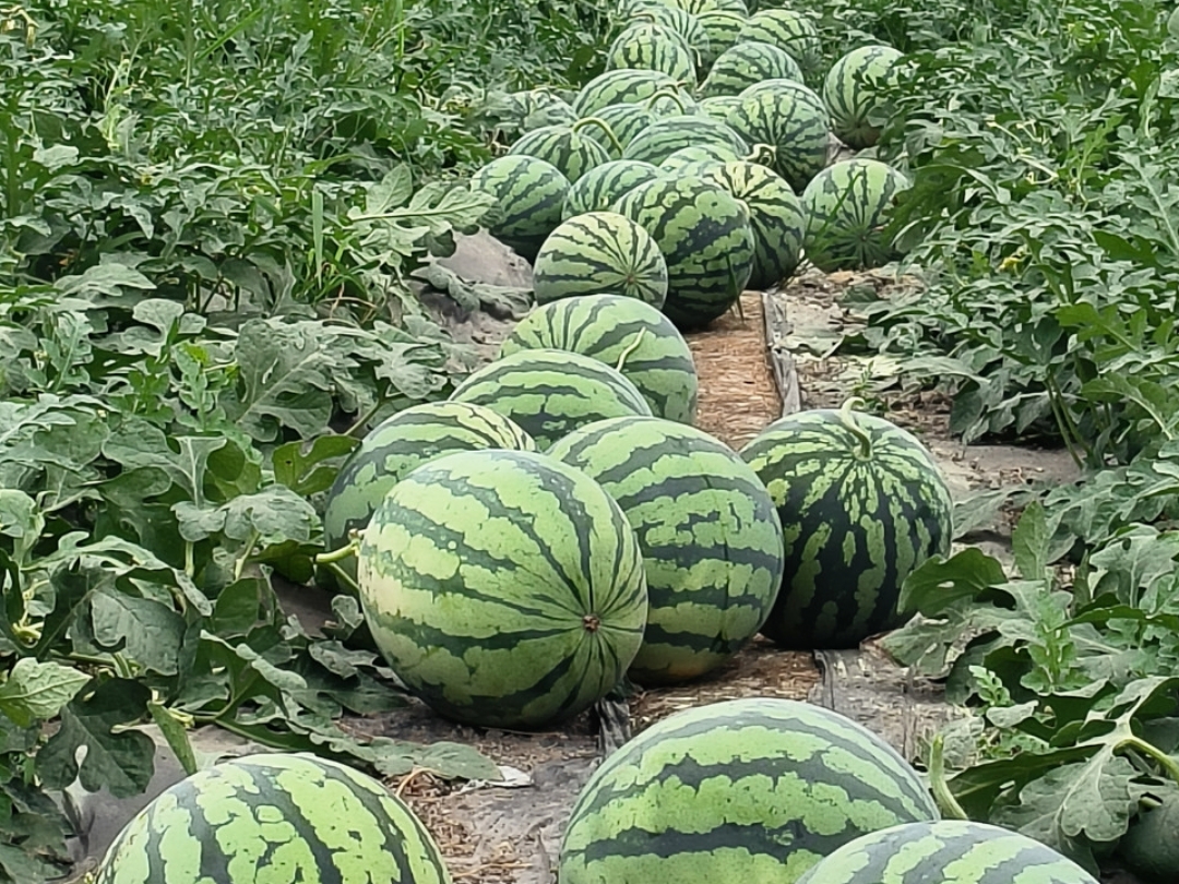 美都西瓜田间成熟图