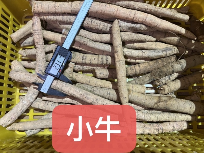 工厂常年供应各种牛大力规格，大牛，中牛，小牛，大次牛等。