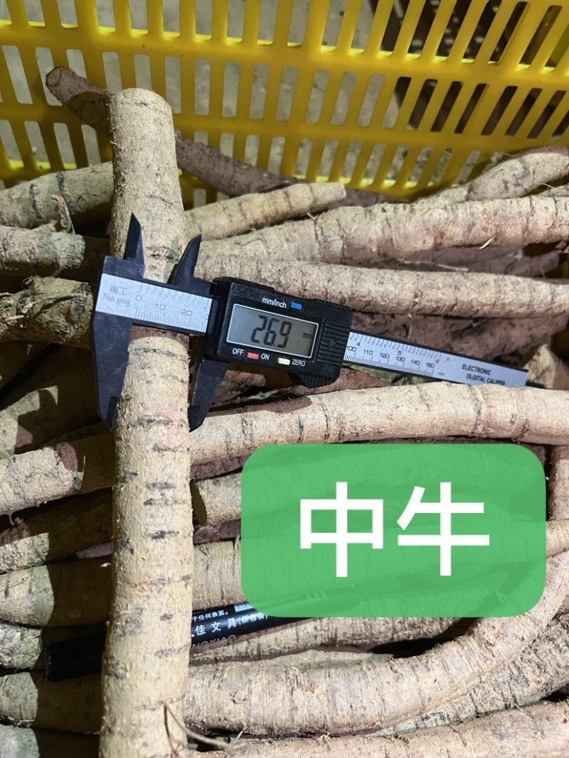 工厂常年供应各种牛大力规格，大牛，中牛，小牛，大次牛等。